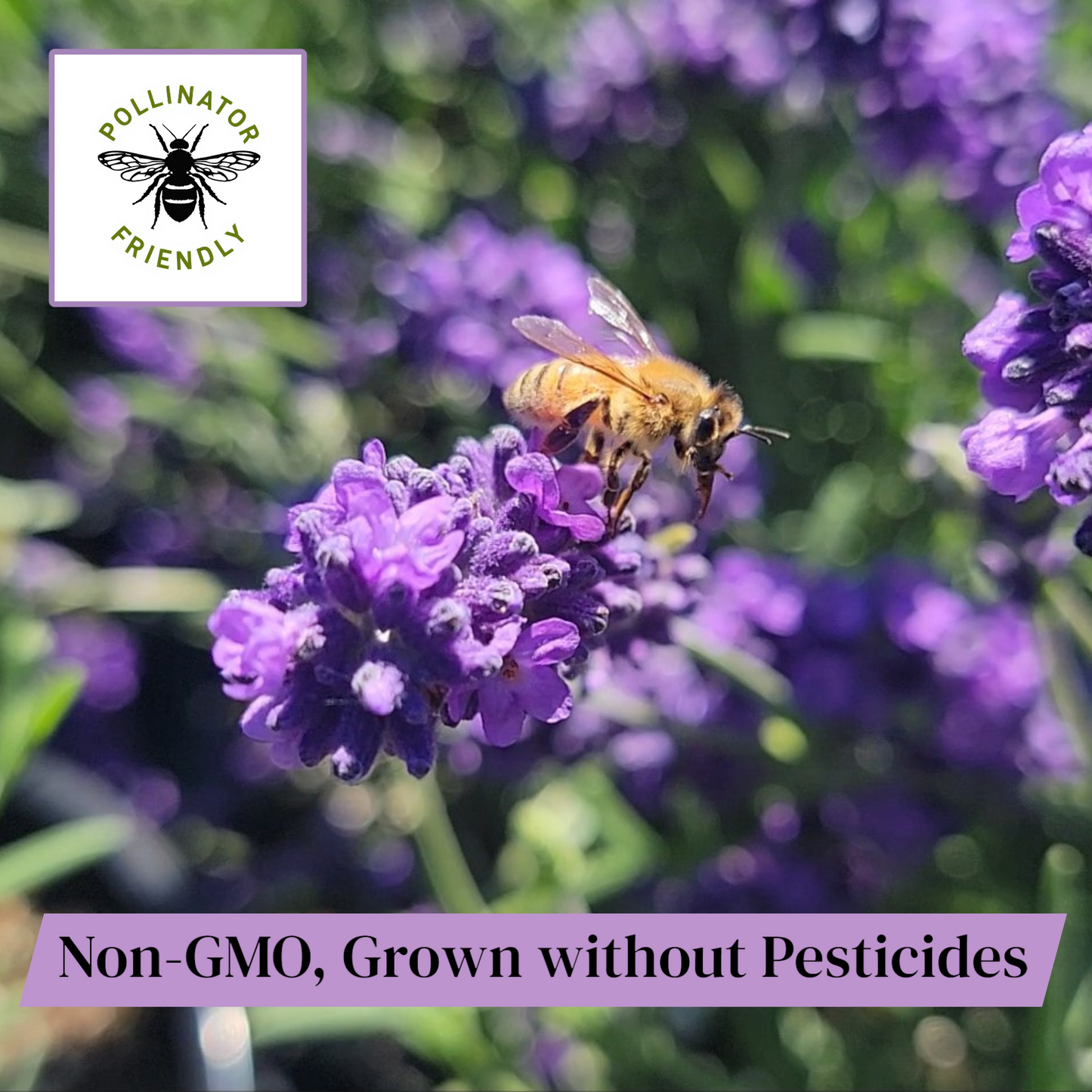 Lavender Live Plant Melissa 4" Size Pots