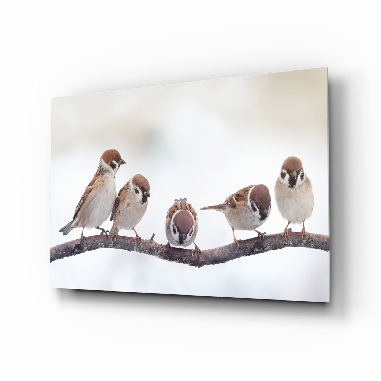 Birds Glass Wall Art