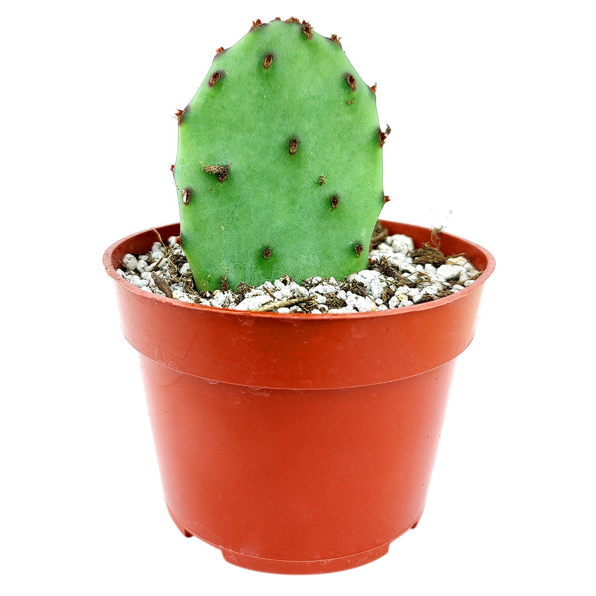 Tulip Prickly Pear Cactus