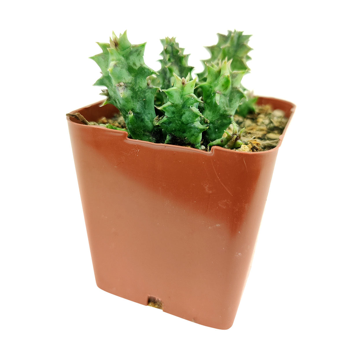 Orbea Variegata Cactus