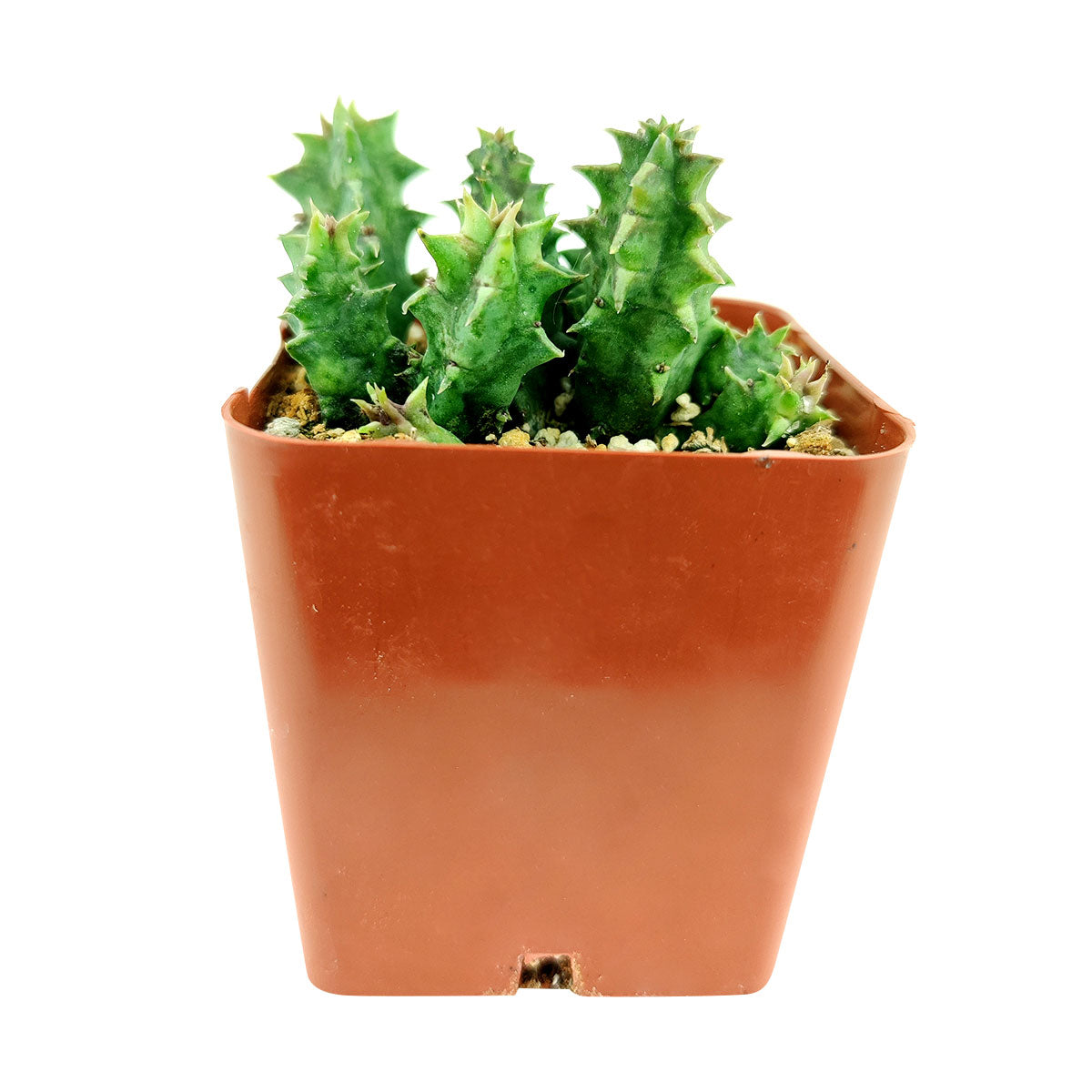 Orbea Variegata Cactus