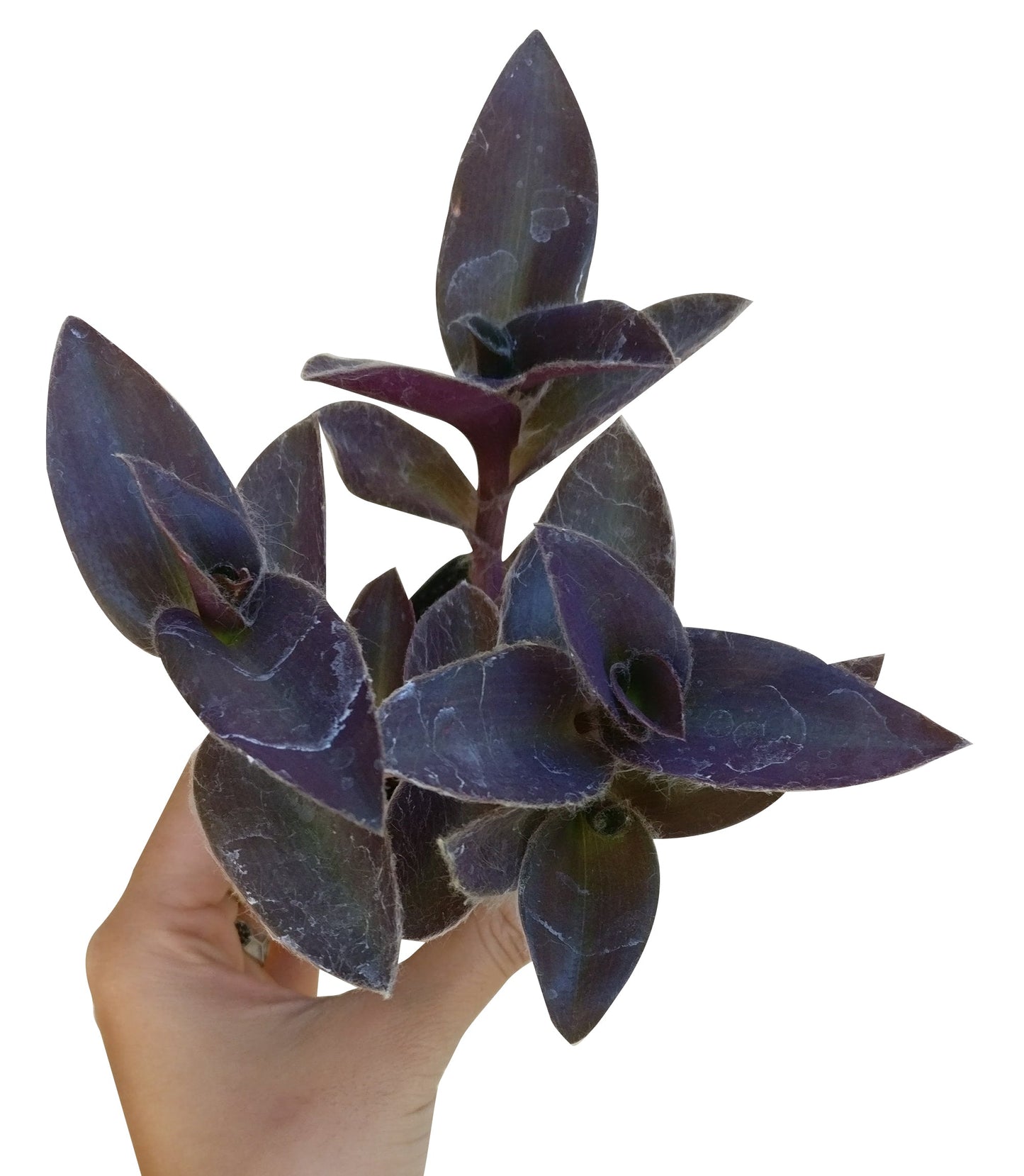 Purple Heart Tradescantia Pallida