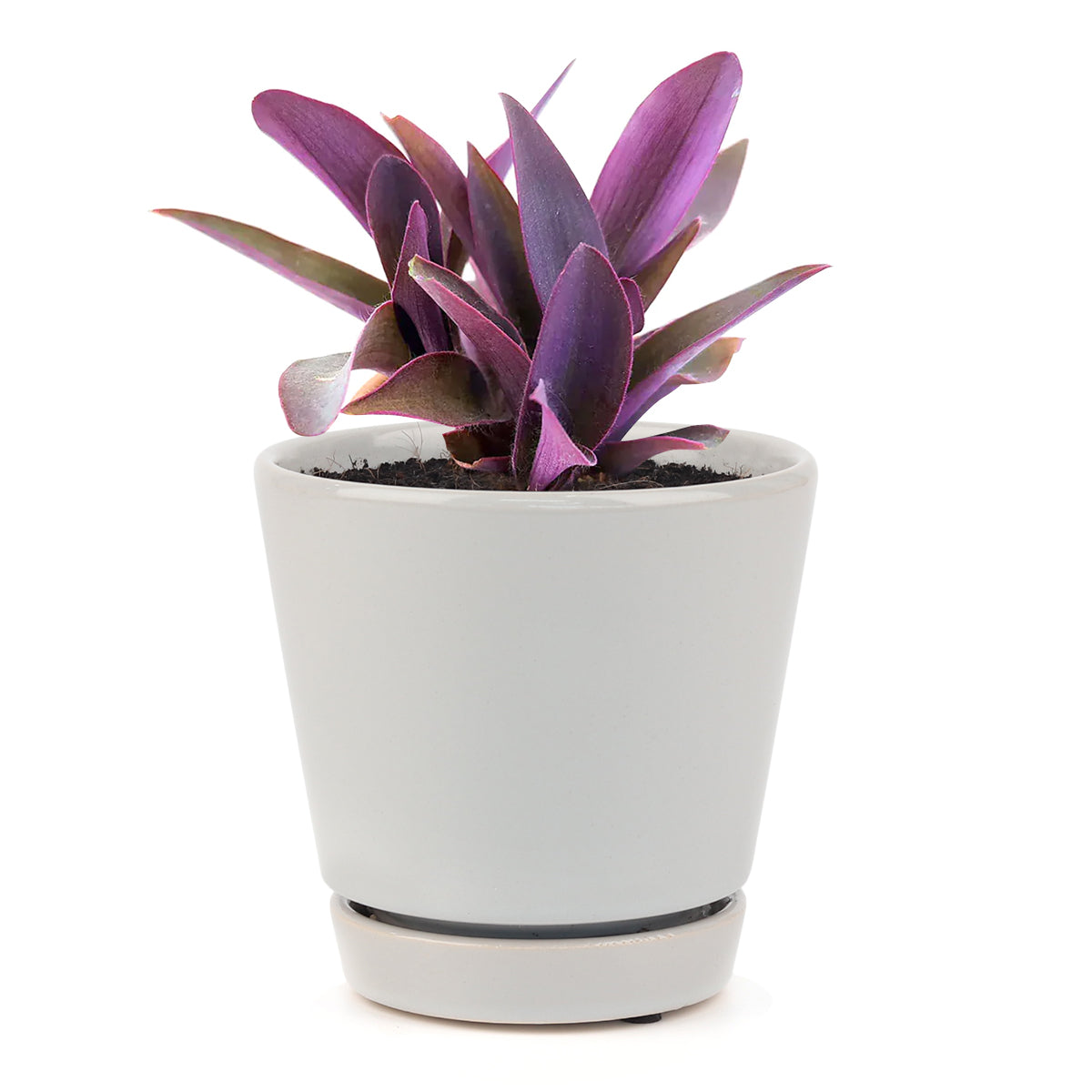 Purple Heart Tradescantia Pallida