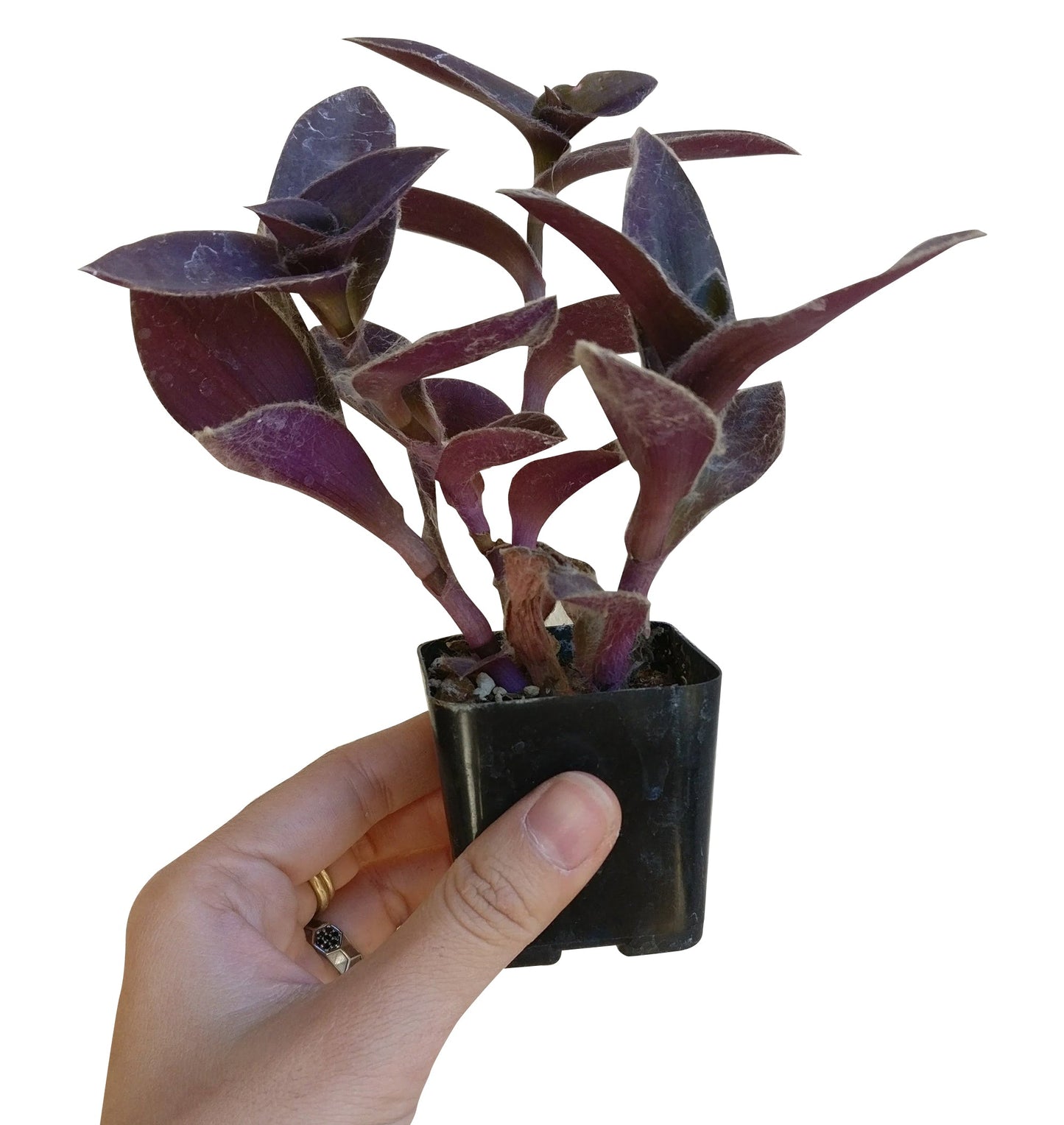 Purple Heart Tradescantia Pallida