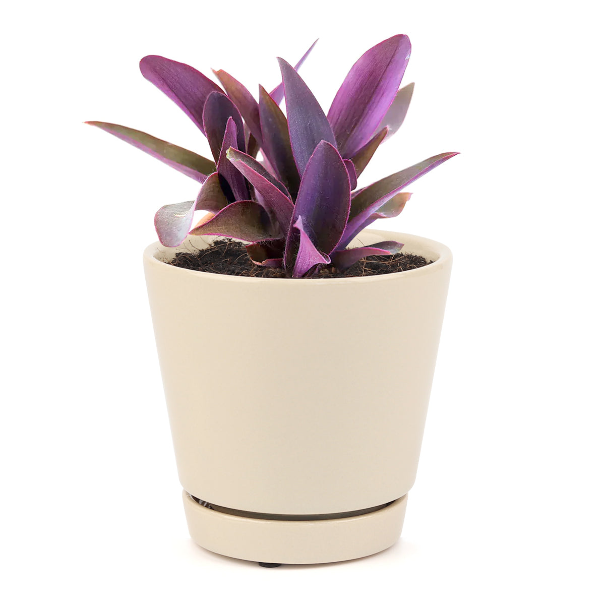 Purple Heart Tradescantia Pallida