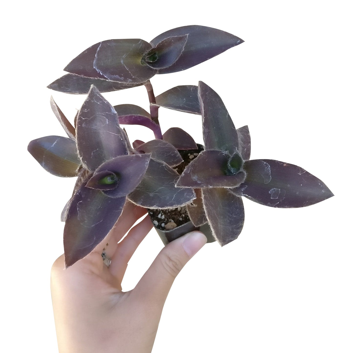 Purple Heart Tradescantia Pallida