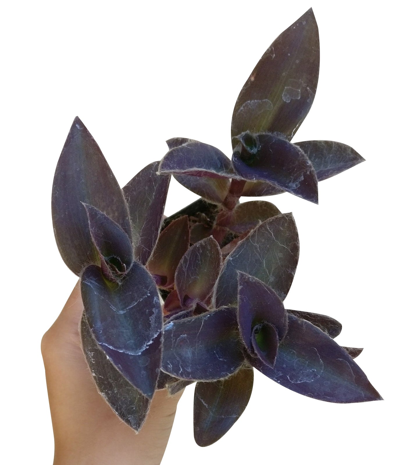 Purple Heart Tradescantia Pallida