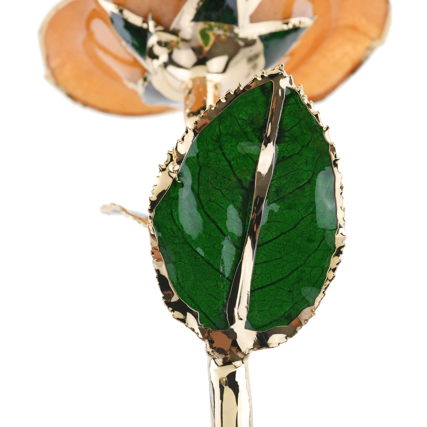 Timeless Rose (Pear) - Concordia Style Boutique