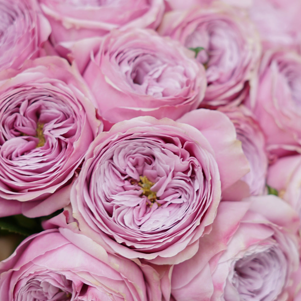 VINTAGE PEONY