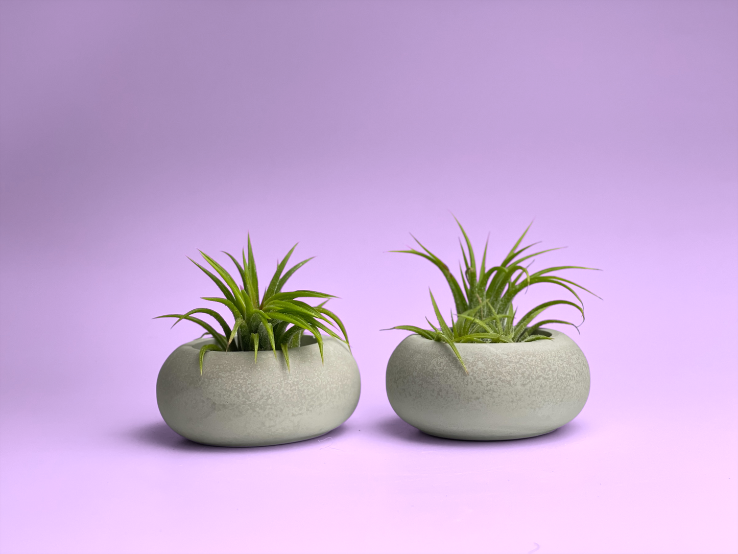 Modern Air Plant Holder - Concordia Style Boutique