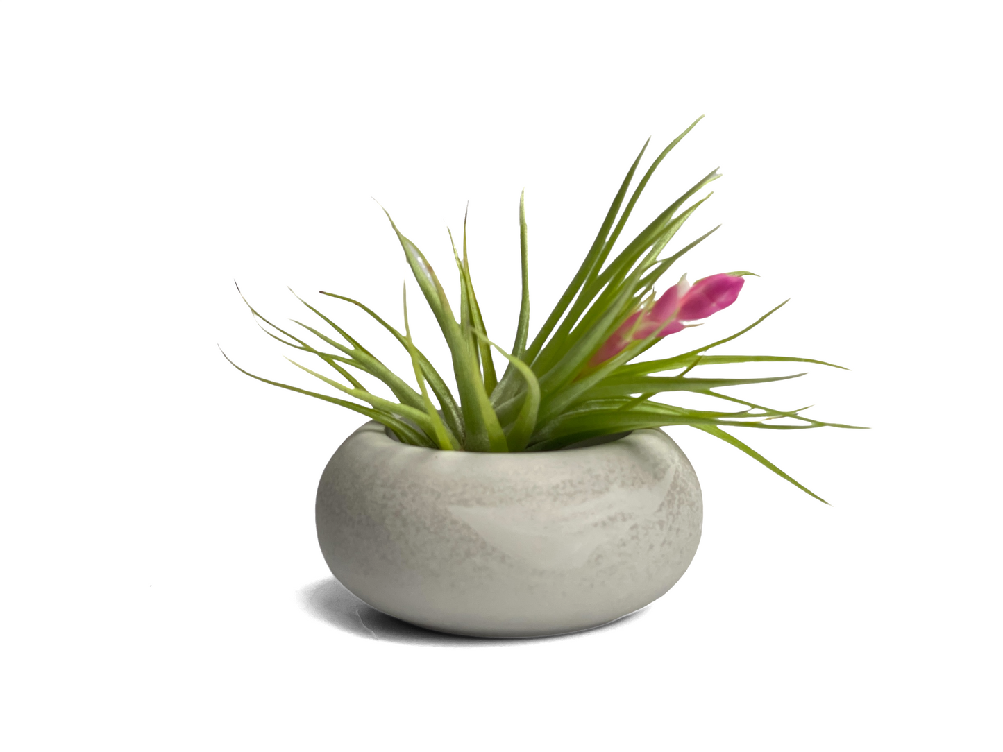 Modern Air Plant Holder - Concordia Style Boutique