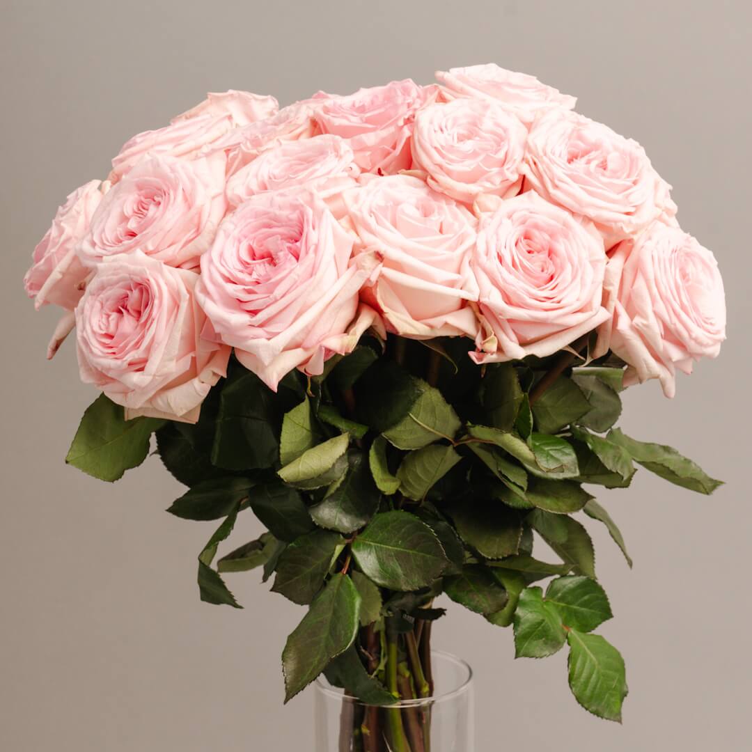 PINK SERENADE