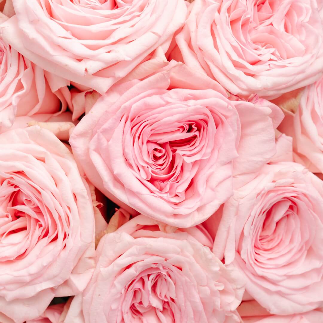 PINK SERENADE