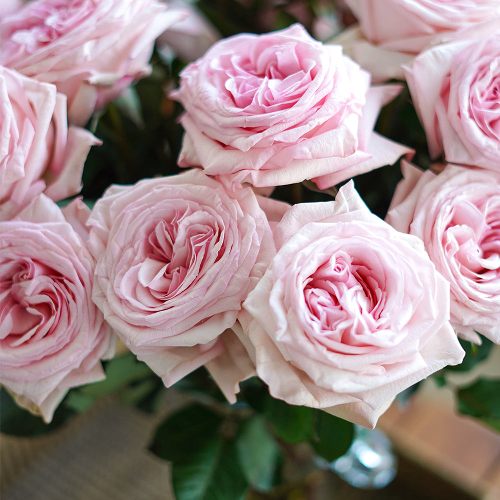 PINK SERENADE