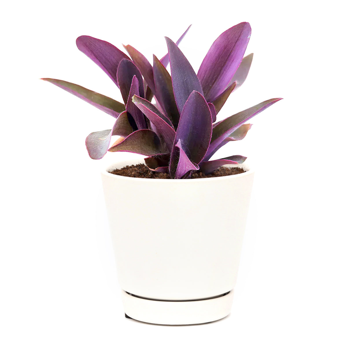 Purple Heart Tradescantia Pallida
