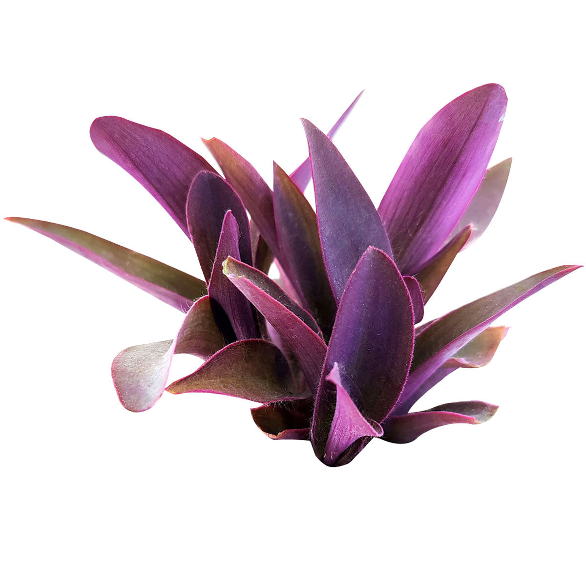 Purple Heart Tradescantia Pallida