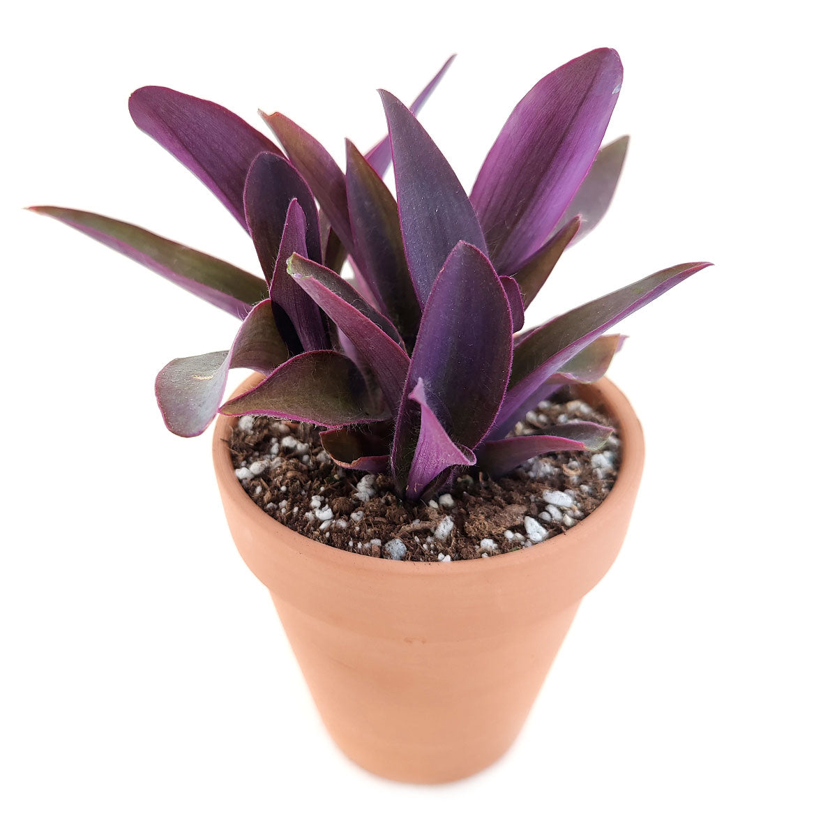 Purple Heart Tradescantia Pallida