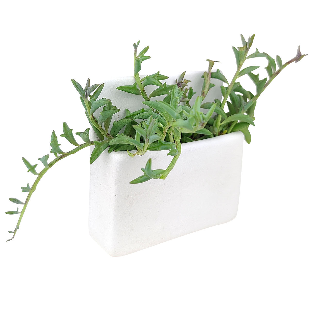 Rectangle Hanging Planter