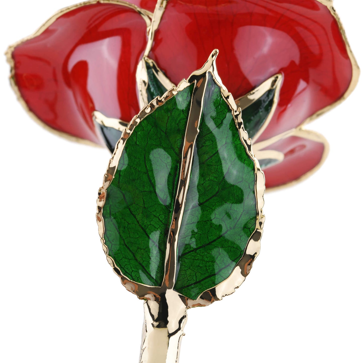 Timeless Rose (Red) - Concordia Style Boutique