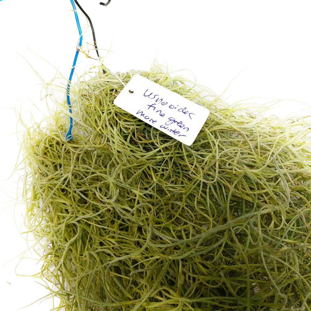 Spanish Moss Air Plant