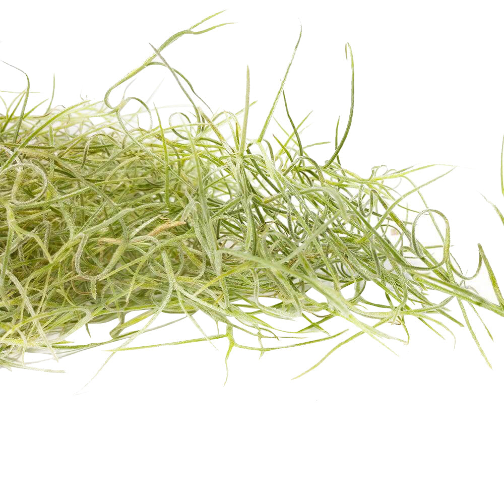 Spanish Moss Air Plant