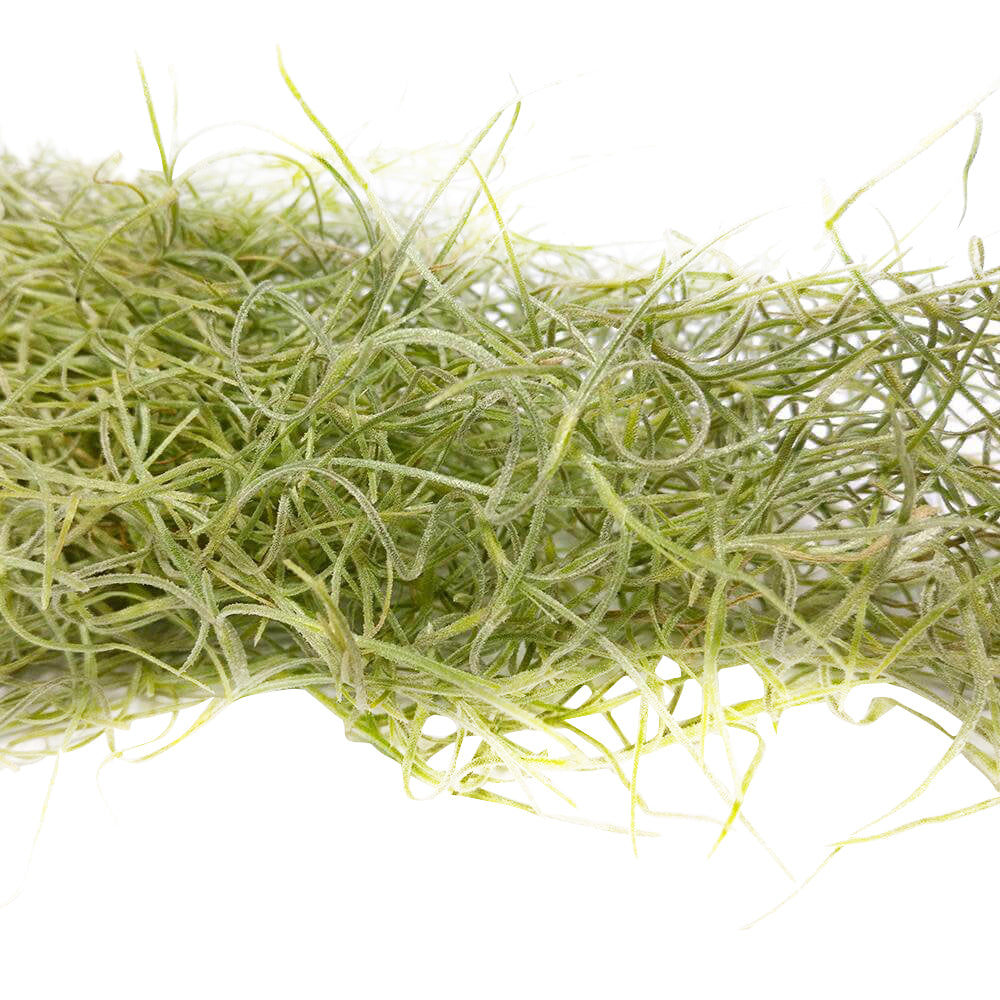 Spanish Moss Air Plant