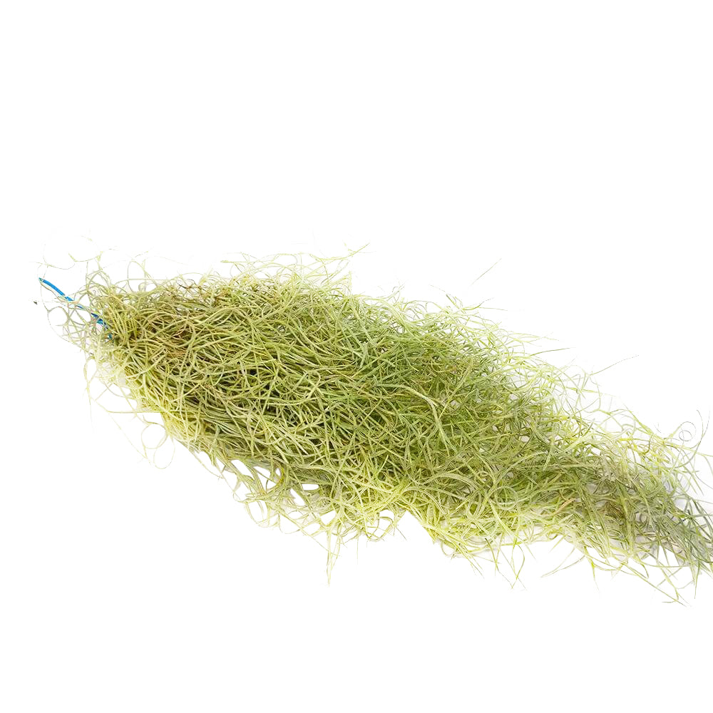Spanish Moss Air Plant