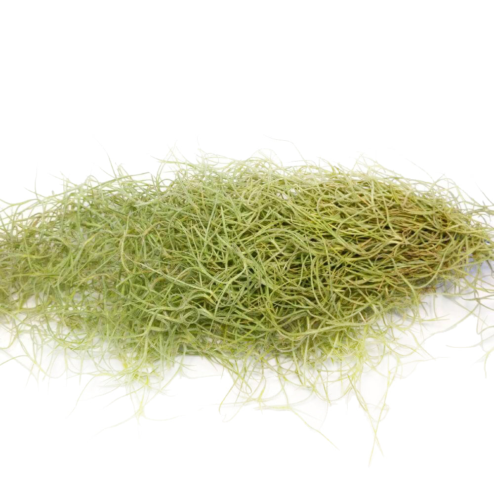 Spanish Moss Air Plant