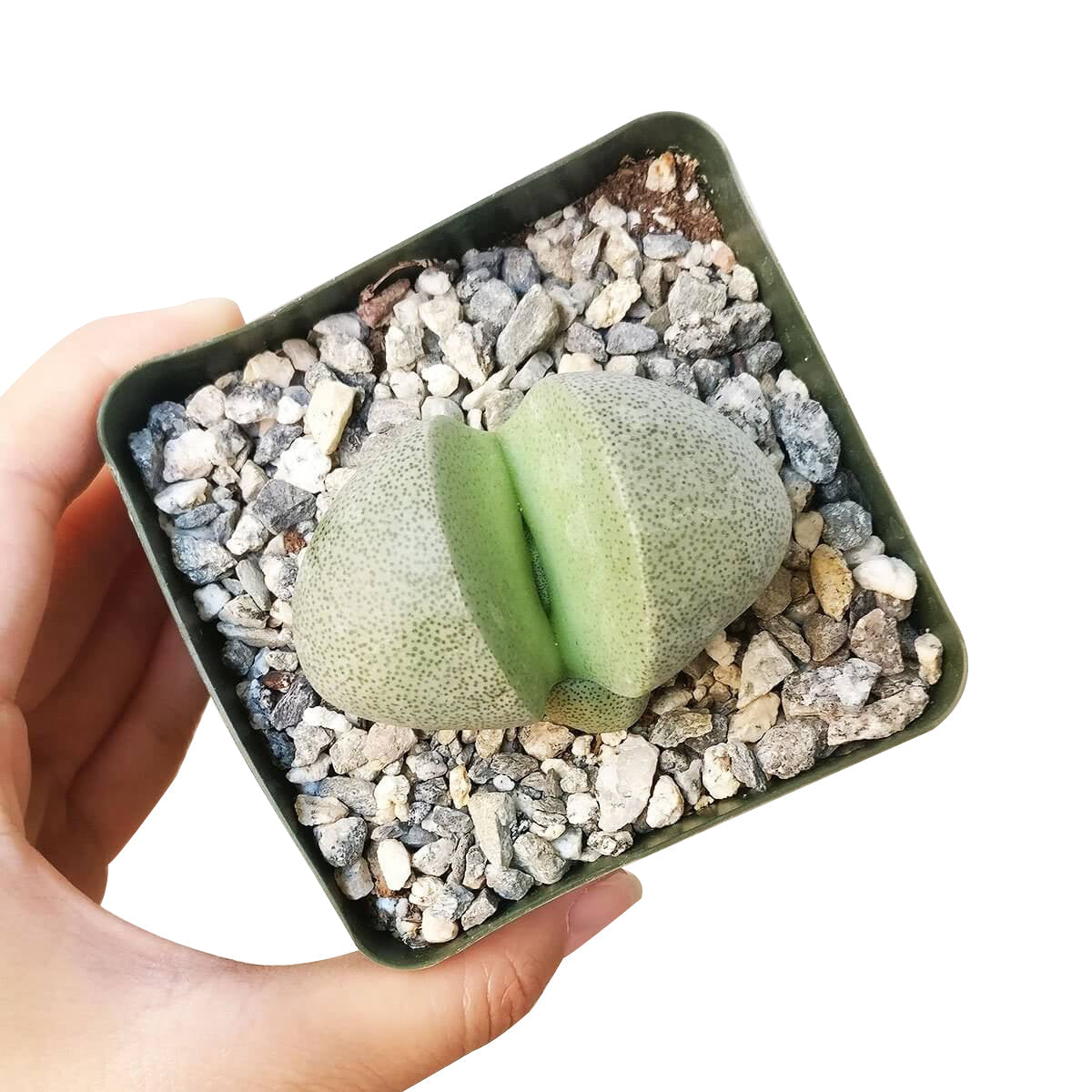 Split Rock Pleiospilos Nelii Cactus