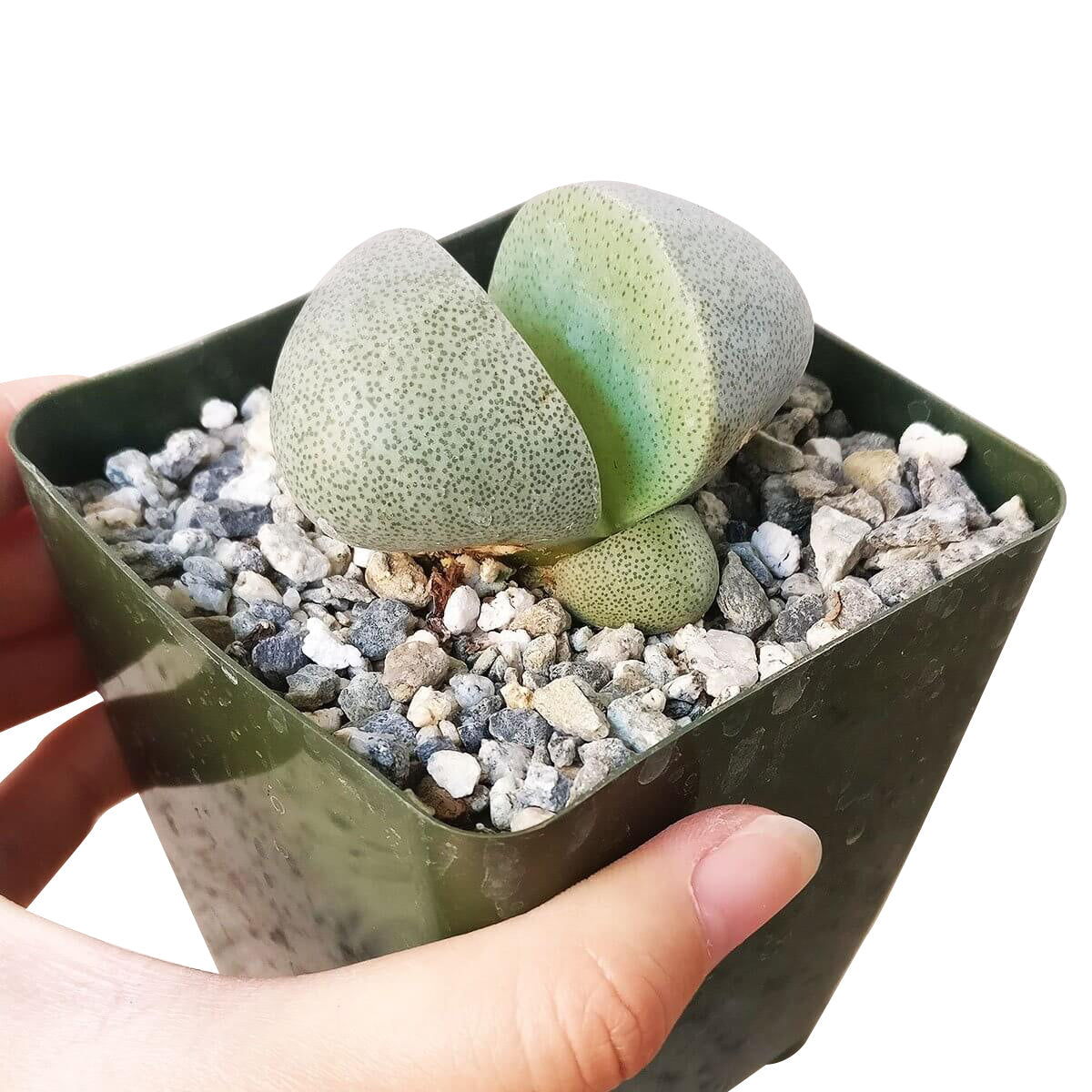 Split Rock Pleiospilos Nelii Cactus
