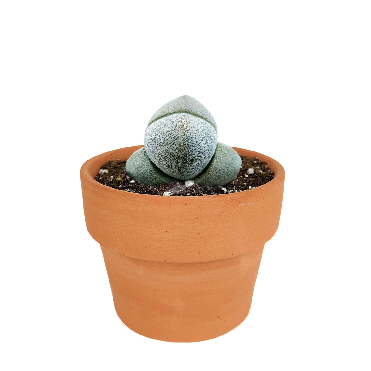 Split Rock Pleiospilos Nelii Cactus