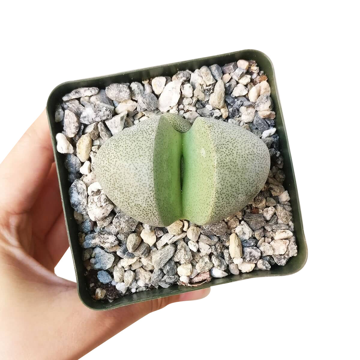 Split Rock Pleiospilos Nelii Cactus