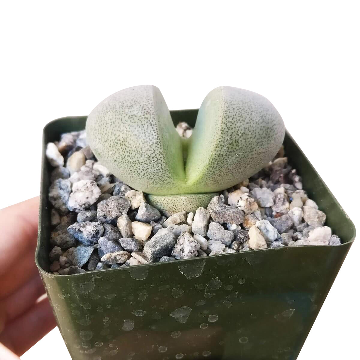 Split Rock Pleiospilos Nelii Cactus