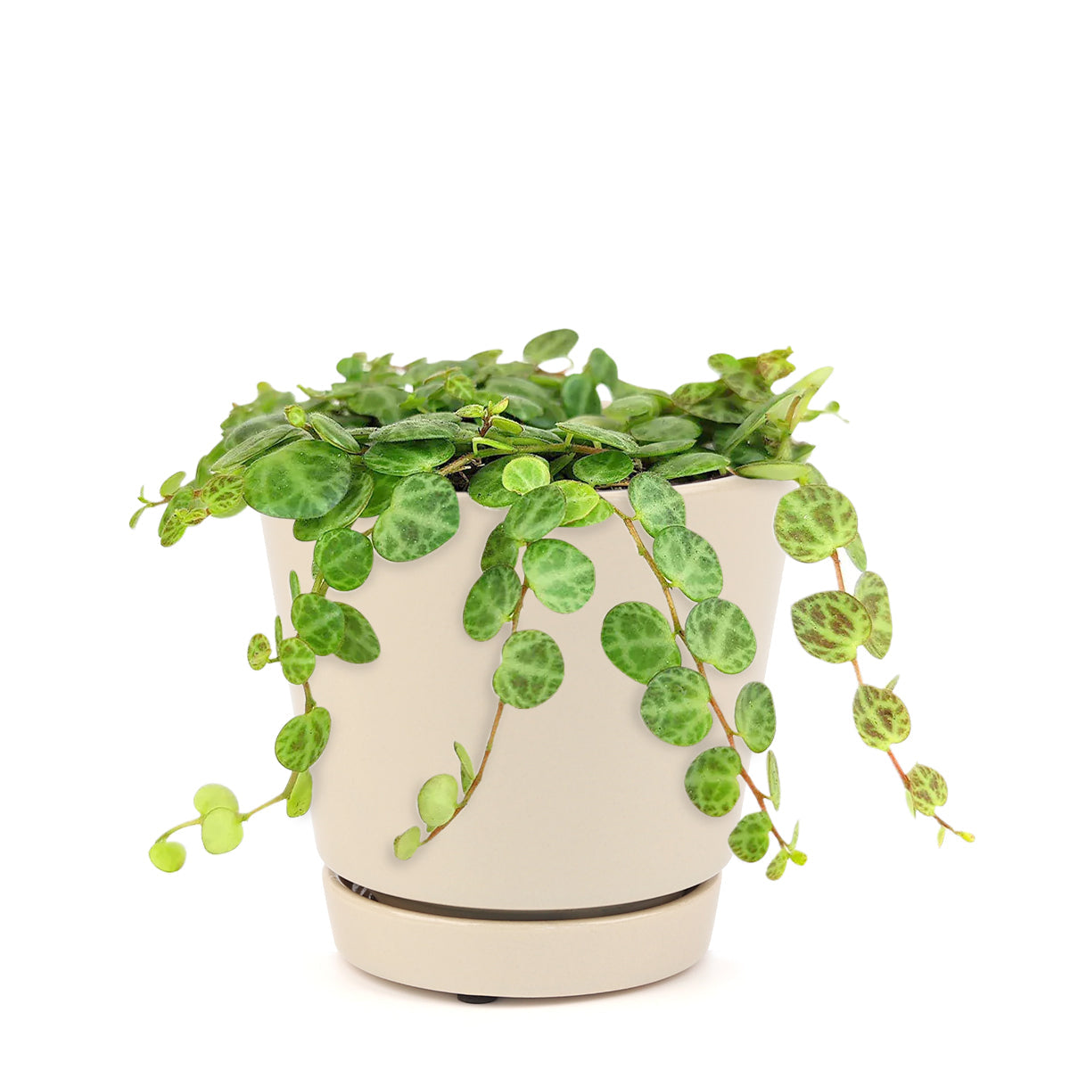 String Of Turtles