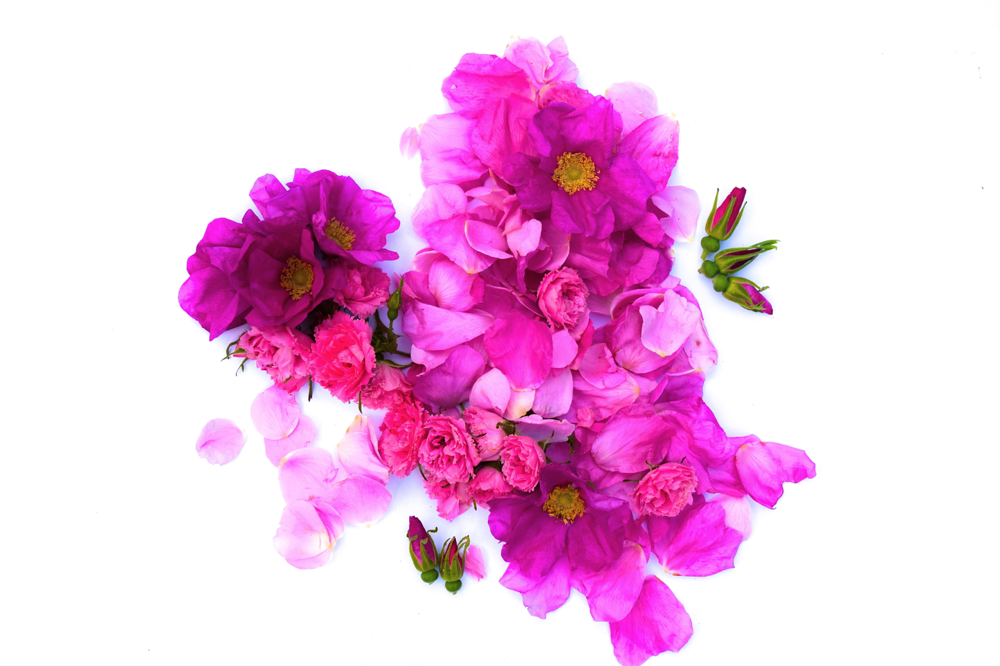 Wild Rose Lip Balm - Concordia Style Boutique