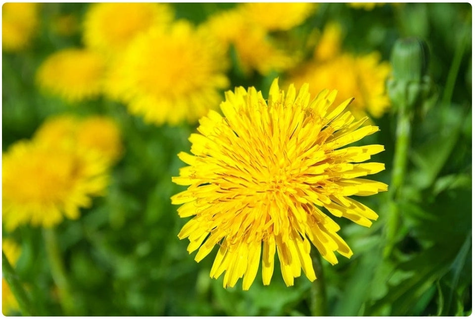 Dandelion Leaf and Root Liquid Extract, 30ml