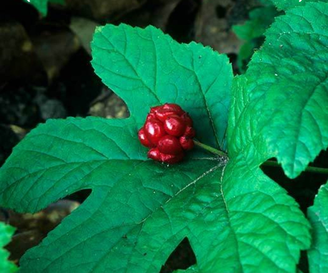 Goldenseal Liquid Extract, 30ml