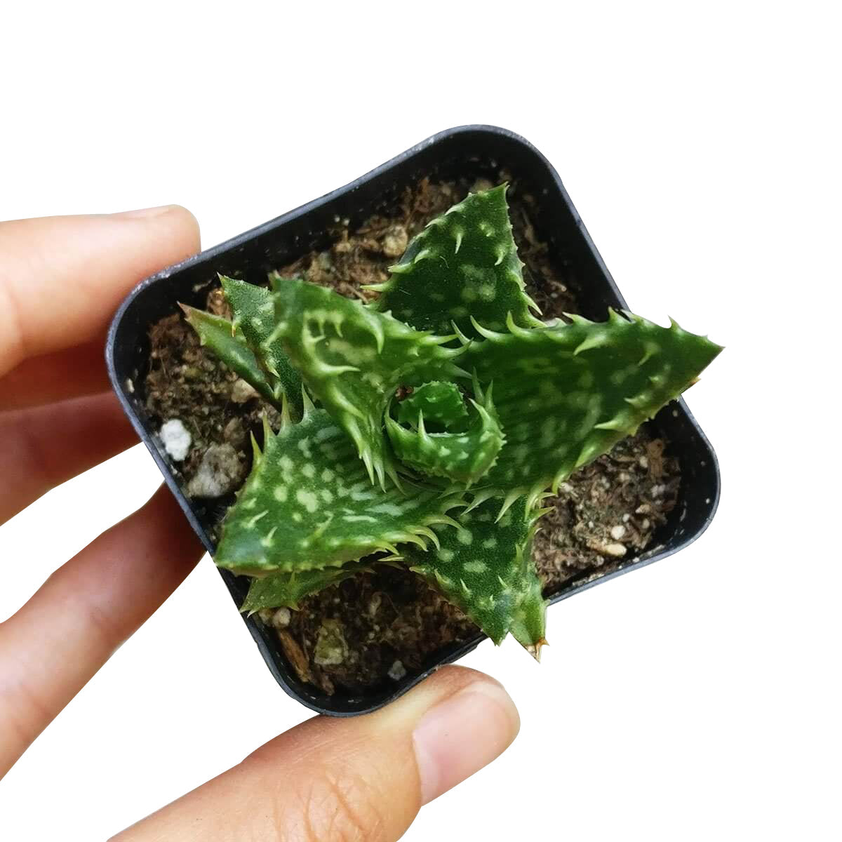 Tiger Tooth Aloe Juvenna