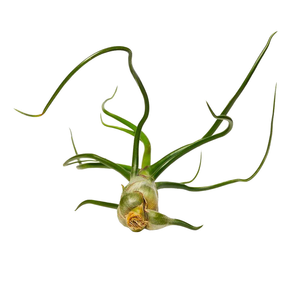 Tillandsia Bulbosa Belize