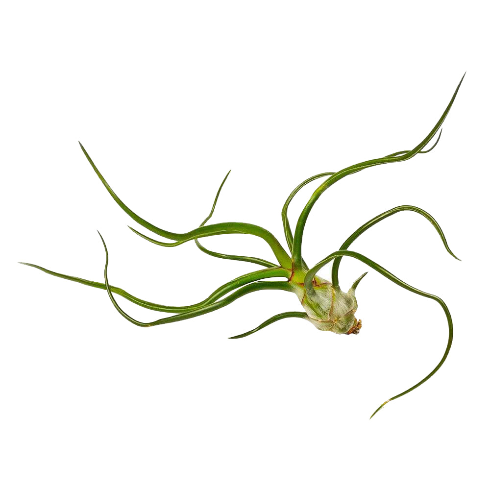 Tillandsia Bulbosa Belize
