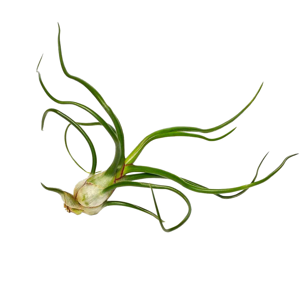 Tillandsia Bulbosa Belize