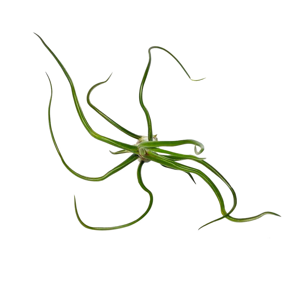 Tillandsia Bulbosa Belize