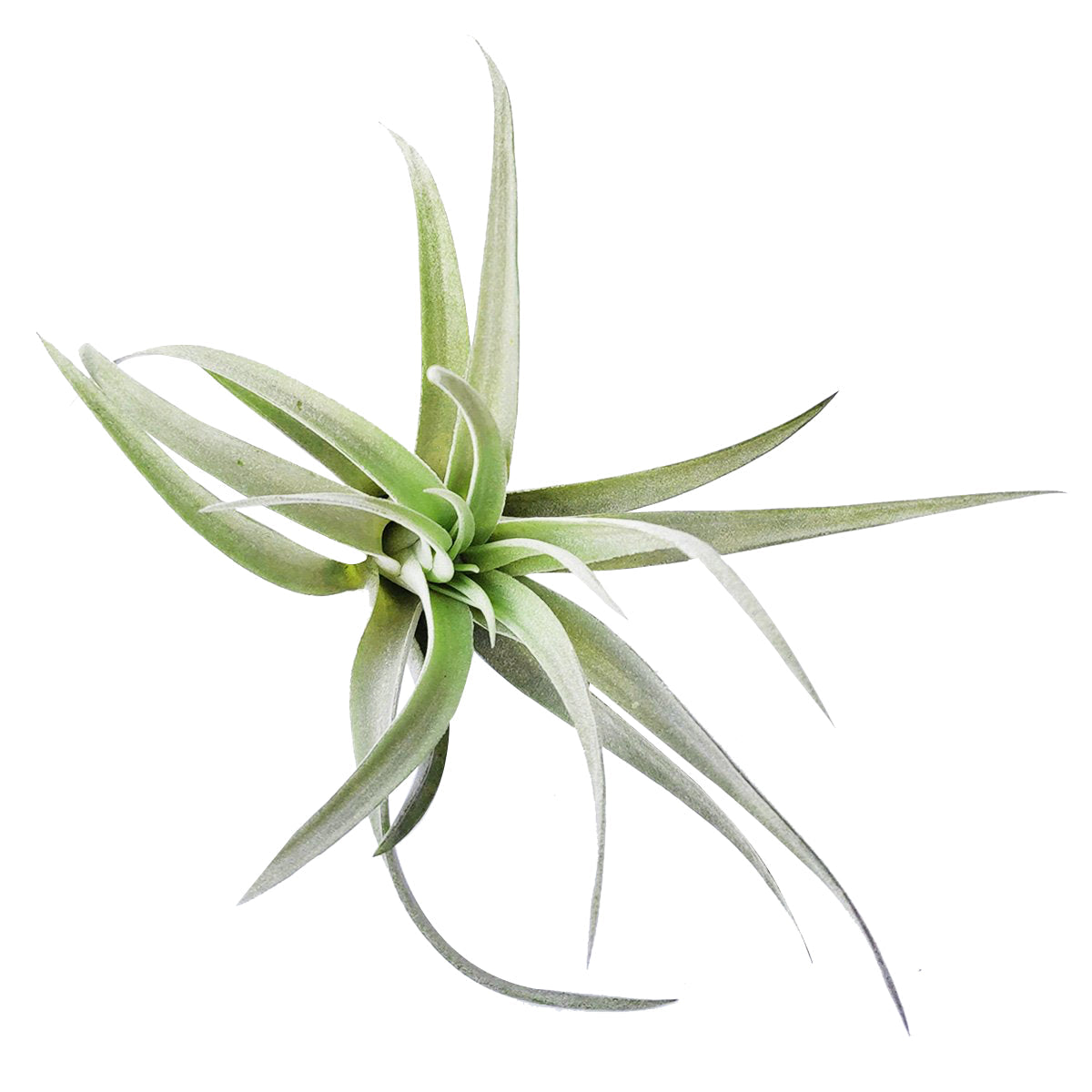 Tillandsia Harrisii