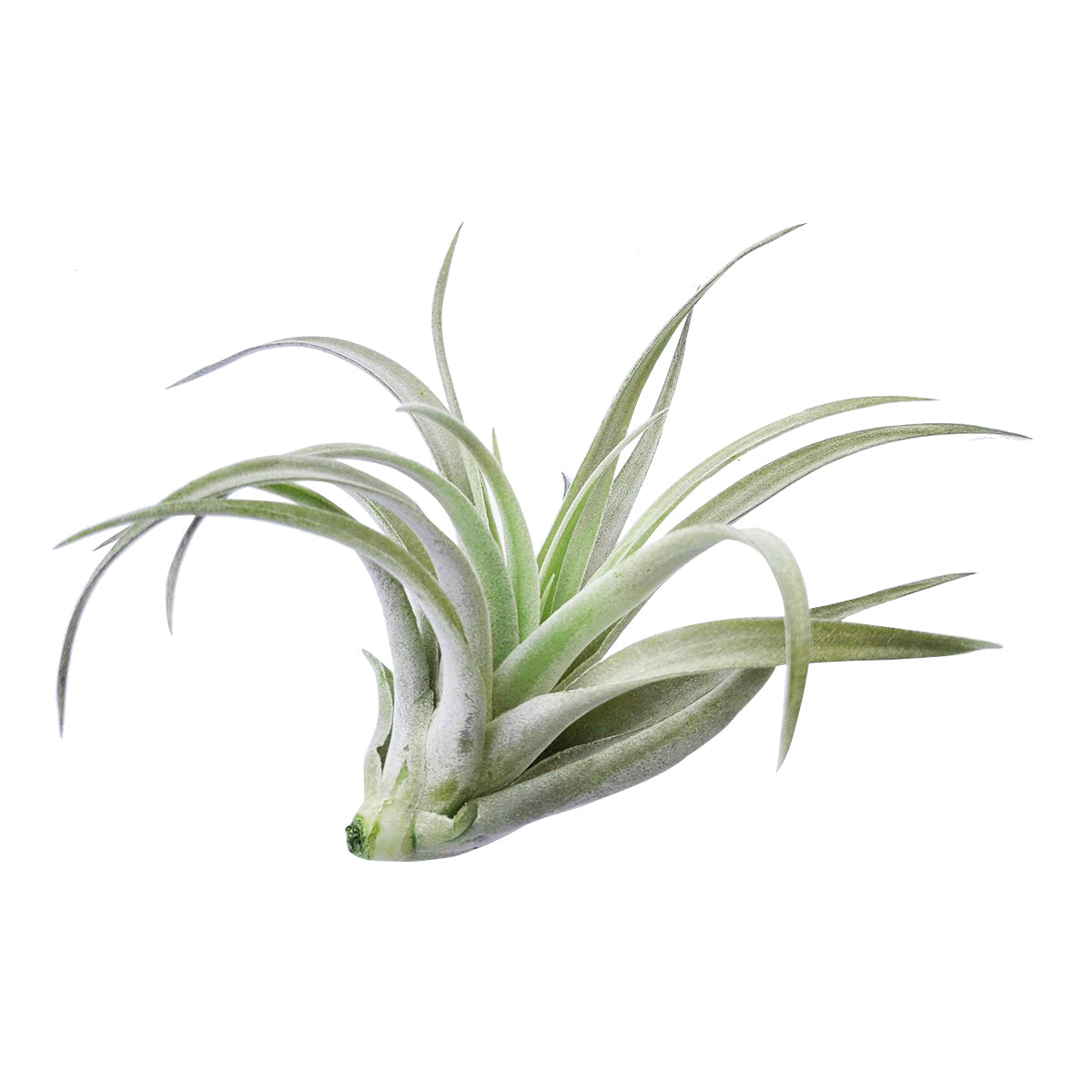 Tillandsia Harrisii