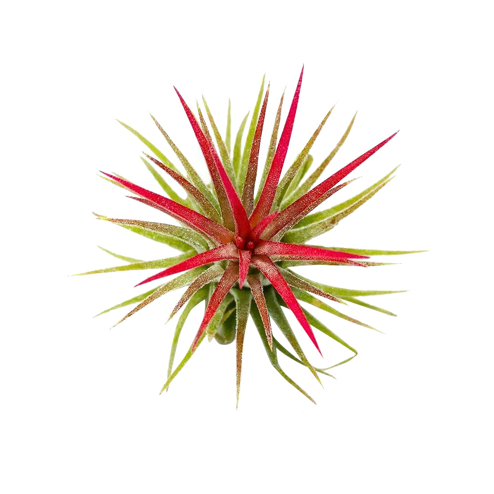 Tillandsia Ionantha Fuego