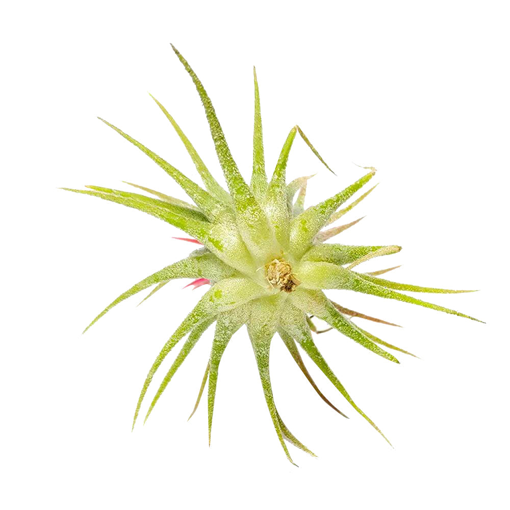 Tillandsia Ionantha Fuego
