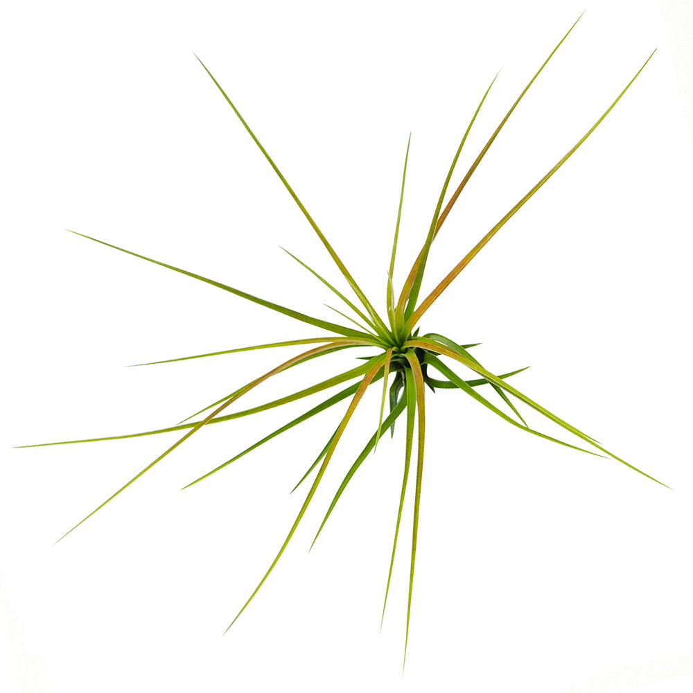 Tricolor - Premium Air Plant from Succulents Box - Just $9.30! Shop now at Concordia Style Boutique