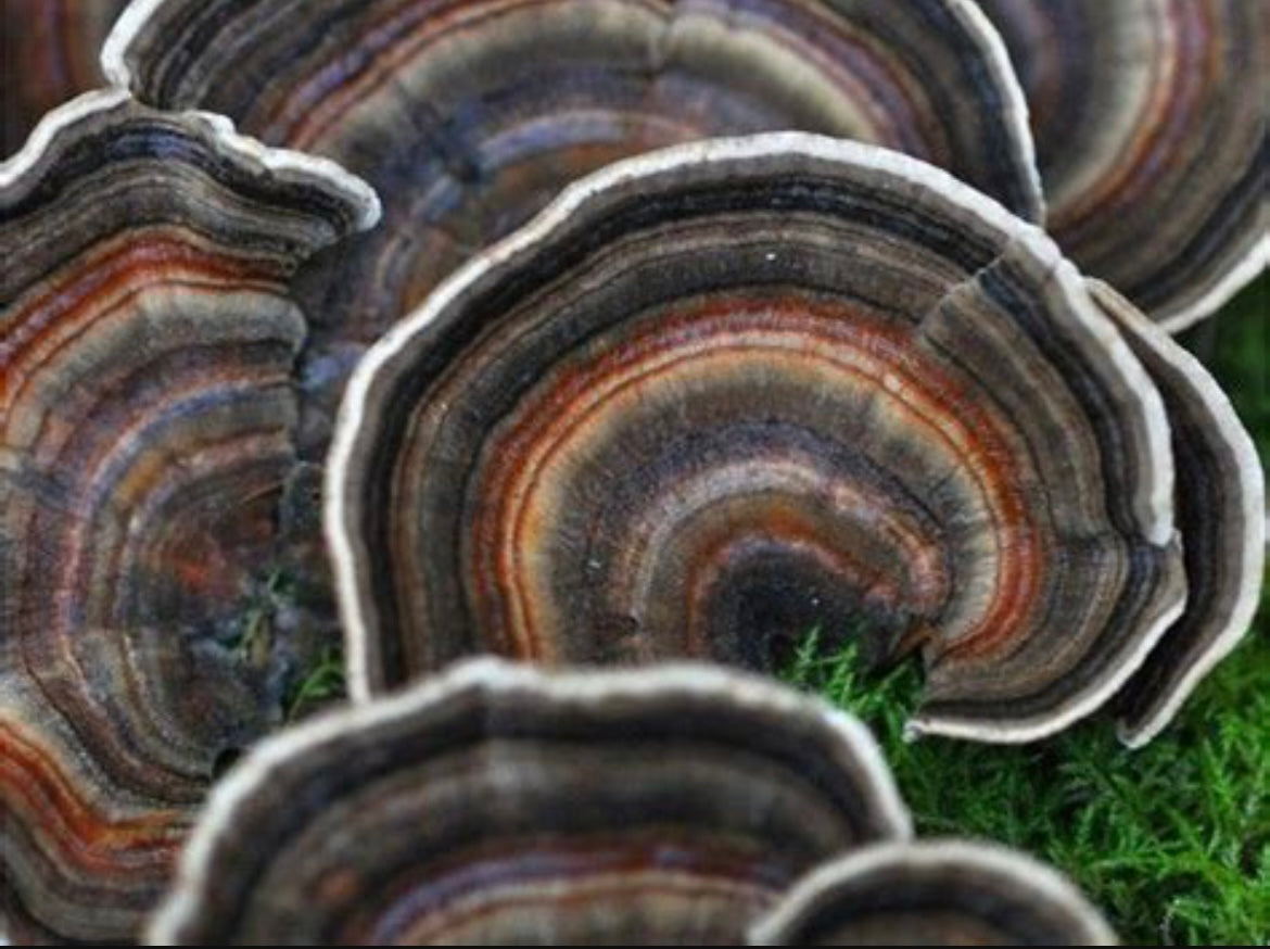 Turkey Tail Mushroom Tincture