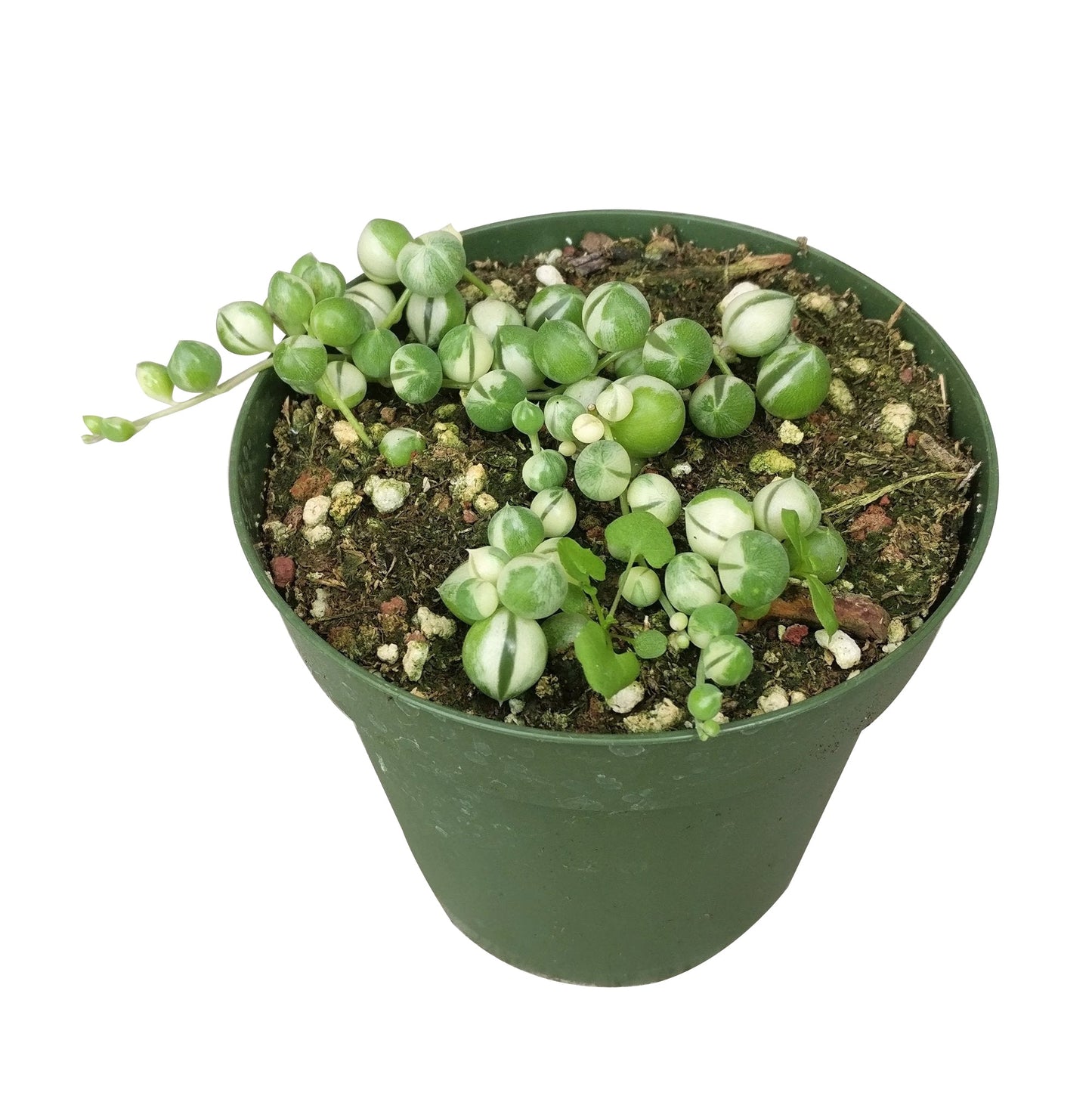 Variegated String Of Pearls