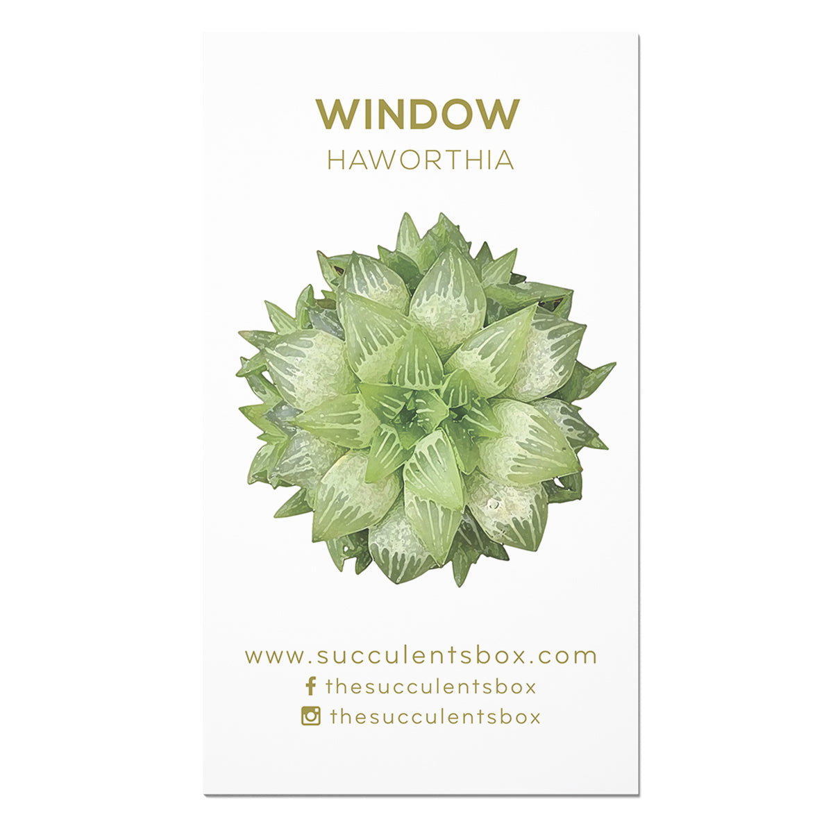 Agave/ Aloe/ Gasteria and Haworthia Succulent ID Cards